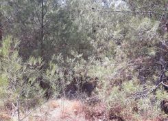07068 - photo-1