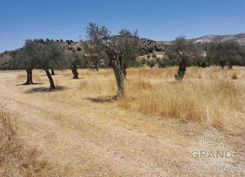 343 m2 - 1385 - photo-2