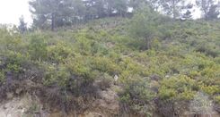 43200 m2 - 1459 - photo-12