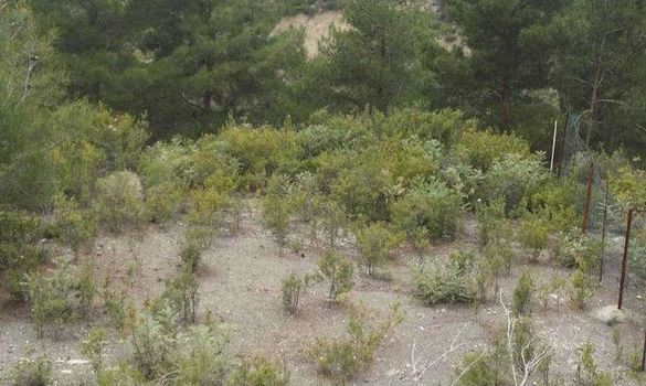43200 m2 - 1459 - photo-5