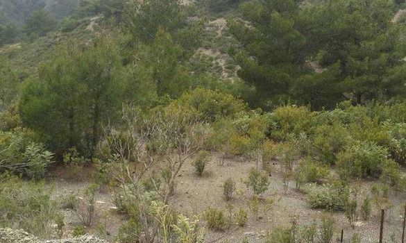 43200 m2 - 1459 - photo-7