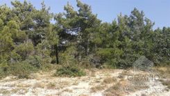 Field - G4741 - photo-3