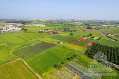 Field - G7873 - photo-2