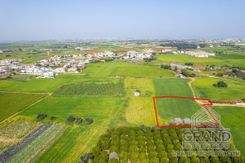 Field - G7873 - photo-3