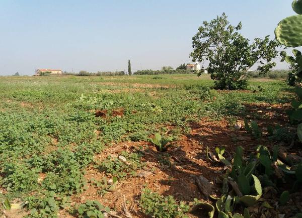  Land in Nicosia