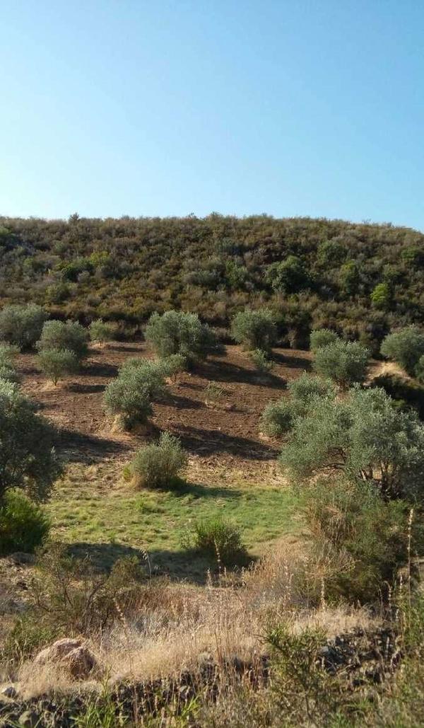  Land in Larnaca