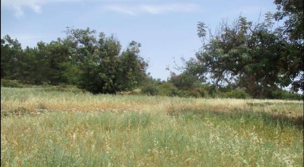  Land in Paphos