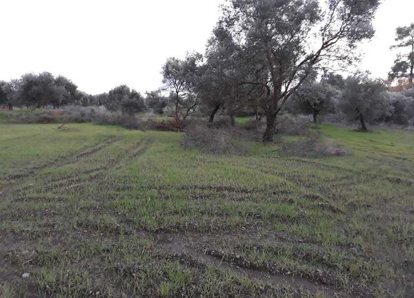  Land in Larnaca
