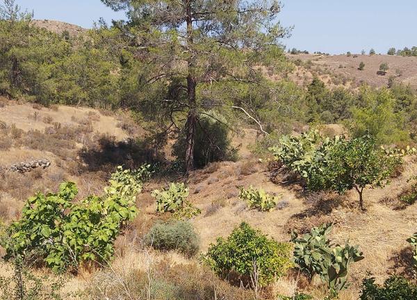  Land in Nicosia