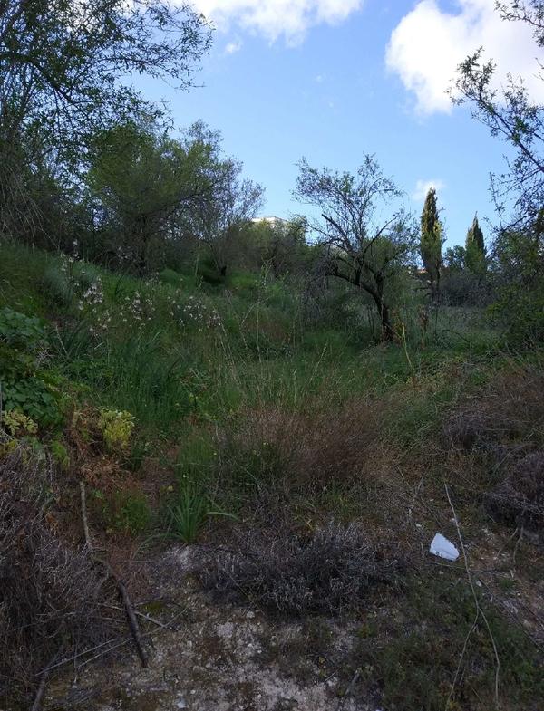  Land in Paphos