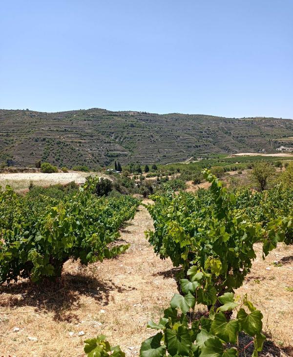  Land in Nicosia