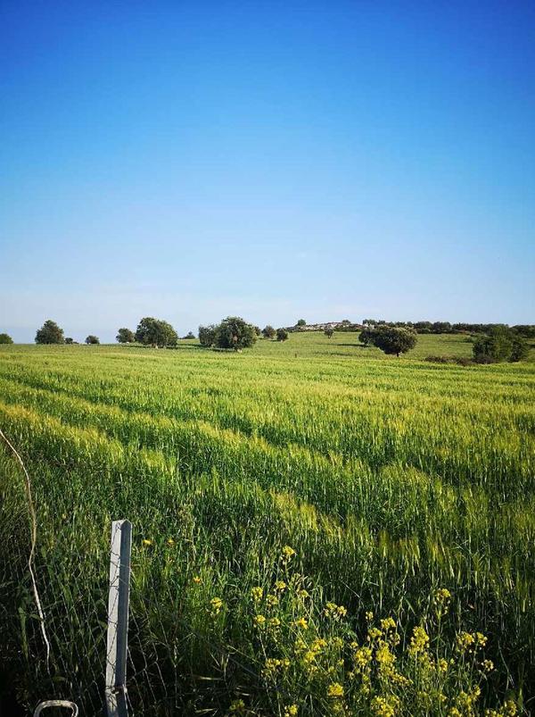  Land in Larnaca