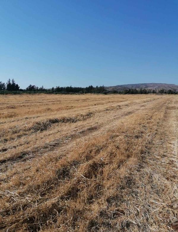  Land in Paphos