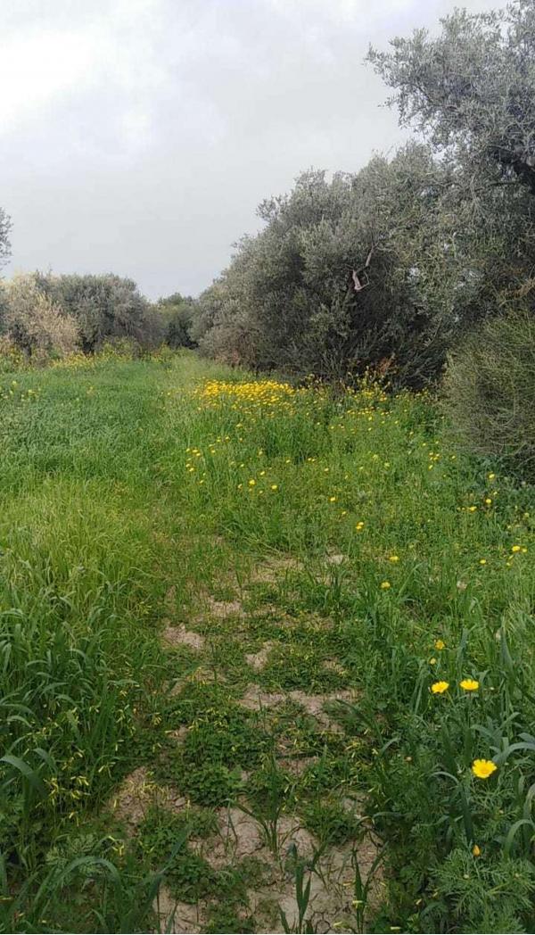  Land in Limassol