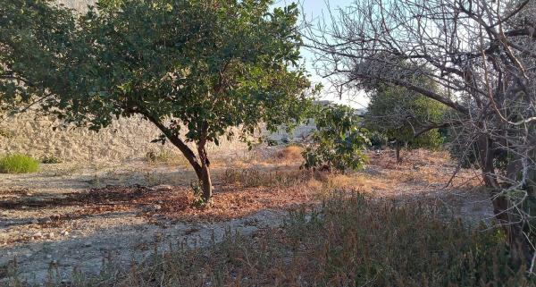  Land in Larnaca