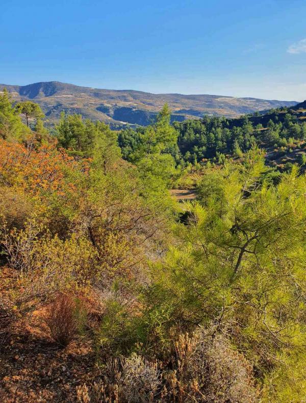 Land in Limassol