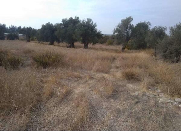  Land in Limassol
