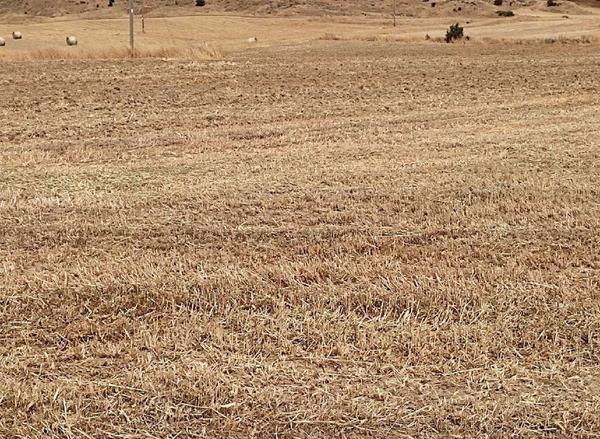  Land in Nicosia
