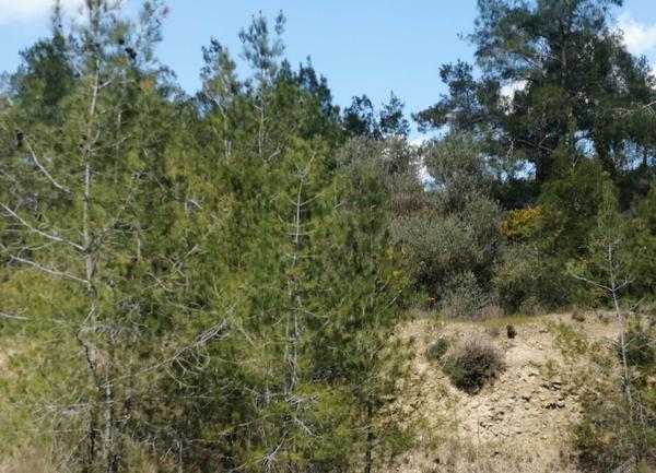 New Land in Larnaca