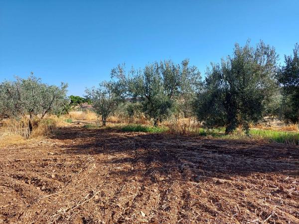  Land in Nicosia
