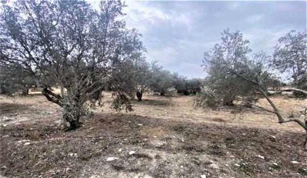  Land in Larnaca