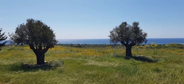  Land in Larnaca