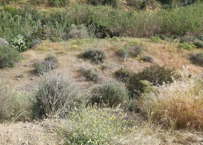  Land in Larnaca