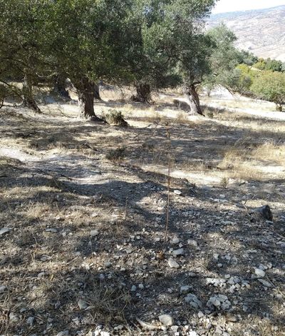  Land in Paphos