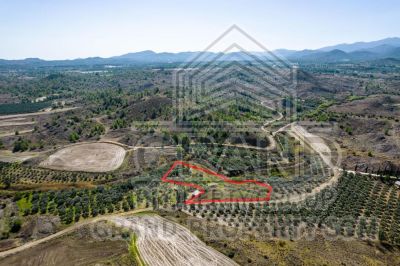  Land in Nicosia